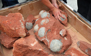 Illustration for article titled Dozens Of Dinosaur Eggs Unearthed By Chinese Road Workers